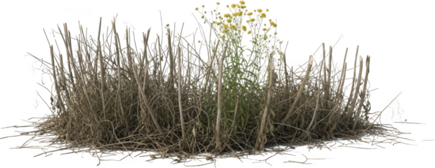Dry grasses and a single plant with small yellow flowers nature vegetation