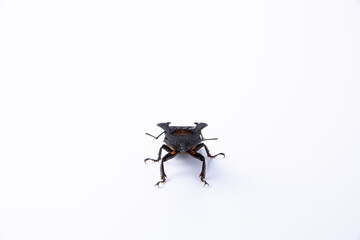 ヒラタクワガタ