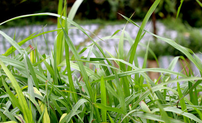 Dense, healthy green elephant grass swaying gently. Perfect for natural backdrops, renewable...