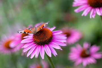 a peacock butterfly (aglais io) sitting and harvesting on a coneflower blossom (echinacea)