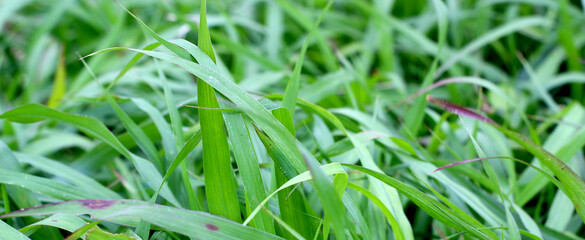 Towering green elephant grass, a symbol of growth and sustainable agriculture. Ideal for nature, farming, or bioenergy themes