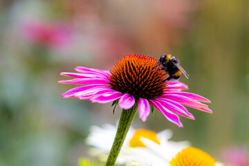 a bumblebee (bombus) sitting and harvesting on a coneflower blossom (echinacea)