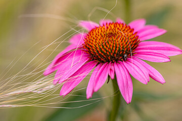 A purple coneflower blossom (echinacea) with tiny blades of grass