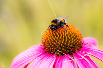 a bumblebee (bombus) sitting and harvesting on a coneflower blossom (echinacea)