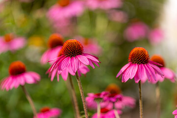 Obraz premium A group of purple coneflower blossoms (echinacea) in full bloom