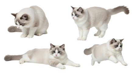 Naklejka premium Four Ragdoll Cats in Various Poses Against a White Background.