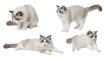 Four Ragdoll Cats in Various Poses Against a White Background.