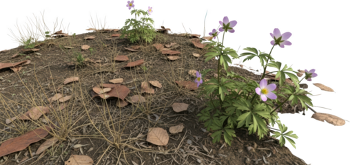 Delicate pale pink wildflowers bloom on a textured soil ground with dry leaves and grass