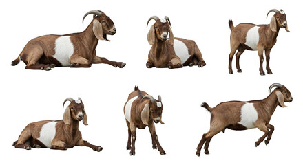 Six Brown Goats in Various Poses Lying Standing and Leaping.