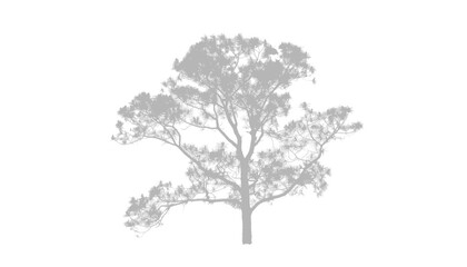 Fototapeta premium A pine tree stands in silhouette, isolated on transparent background, its needles dense and dark