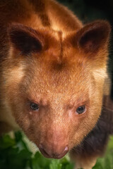 closeup of a goodfellows tree kangaroo