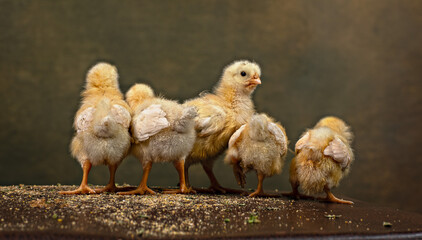 Five Chickens. Little yellow chiks. Day old chicks