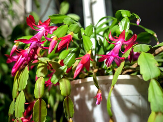 beautiful profusely blooming Schlumberger cactus on the windowsill
