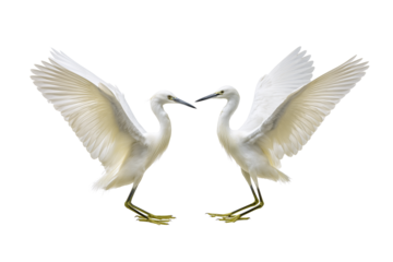 Two little white herons dancing, isolated on a transparent background.