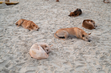 Homeless street dogs sleeping on the beach of Goa, India, abandoned and unhappy, stray pet, indian pariah dog