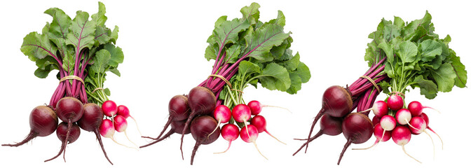 Fresh bunches of radishes with green leaves on transparent background  