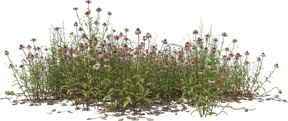A dense patch of coneflower plants with pinkish purple blooms and green foliage
