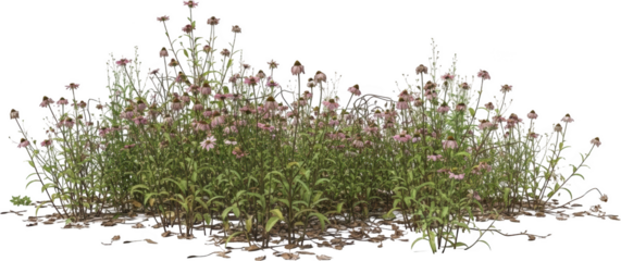 A dense patch of coneflower plants with pinkish purple blooms and green foliage