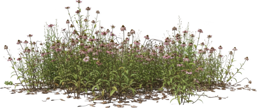 A dense patch of coneflower plants with pinkish purple blooms and green foliage