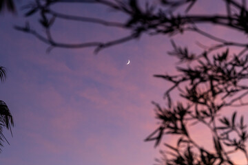 Crescent moon framed by tree branches during blue hour sunset. A tranquil, moody sky blends natural...