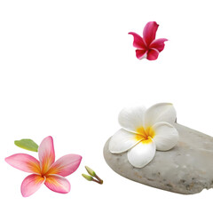 Naklejka premium Plumeria Flowers and Smooth Grey Stone: Spa, Wellness, and Tranquility