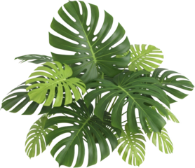 Bunch of lush green monstera plant leaves with distinctive fenestrations and lighter green new growth