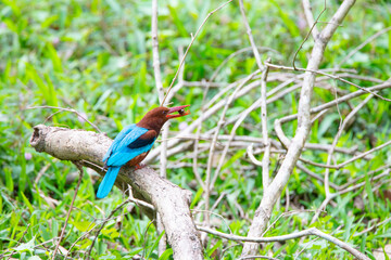 Braunliest, white throated kingfisher in India, Halcyon smyrnensis sitting on a tree branch,...