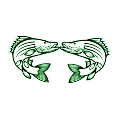 Barramundi, also known as white snapper, is a freshwater and brackish water fish found in the Indo-West Pacific region.