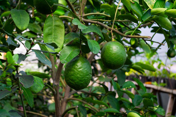 lime tree with fruits