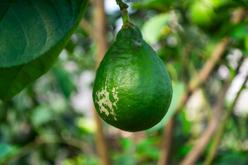 green lime on tree