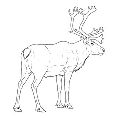 Graceful Foraging Caribou - Caribou vector - Caribou Line art - Caribou Drawing - Vector Lineart of Caribou - Caribou icon - illustrating natural behavior

