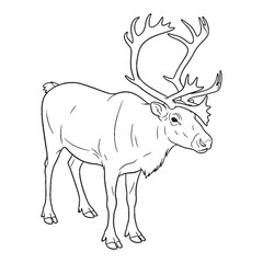 Caribou's Winter Coat - Caribou vector - Caribou Line art - Caribou Drawing - Vector Lineart of Caribou - Caribou illustration - detailing seasonal change

