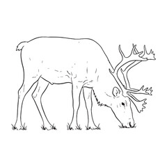 Essence of Arctic Caribou - Caribou vector - Caribou Line art - Caribou Drawing - Vector Lineart of Caribou - Caribou icon - embodying polar adaptation

