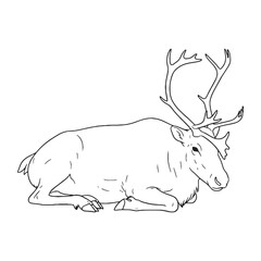 Depicting Caribou Migration - Caribou vector - Caribou Line art - Caribou Drawing - Vector Lineart of Caribou - Caribou illustration - showing vast journeys

