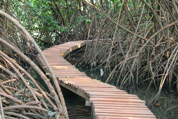 Path, Rhizophora mangle red mangrove, coastal, estuarine ecosystem, coast of India, mangroves,...