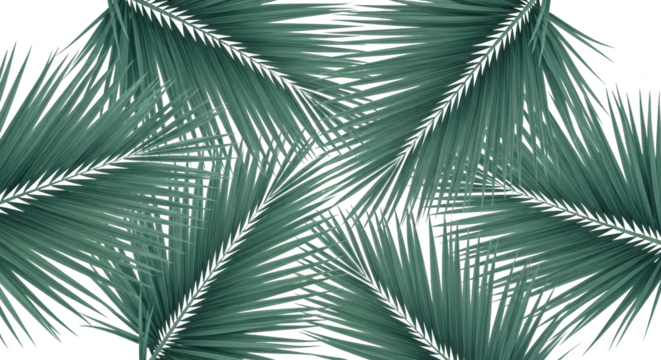 Overlapping Emerald Green Palm Fronds Creating An Abstract Pattern On A Transparent Background