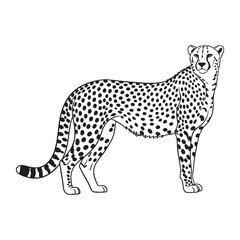 Distinctive Cheetah Spots - Cheetah vector - Cheetah Line art - Cheetah Drawing - Vector Lineart of Cheetah - highlighting unique patterns.

