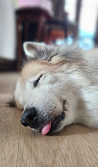 Senior old dog deeply sleeping on the floor with his tongue out