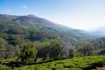 Tea growing area Munnar, plantation in India, landscape with fields in Kerala, Nilgiri hills , agriculture of Camellia Sansis plant