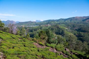 Tea growing area Munnar, plantation in India, landscape with fields in Kerala, Nilgiri hills , agriculture of Camellia Sansis plant