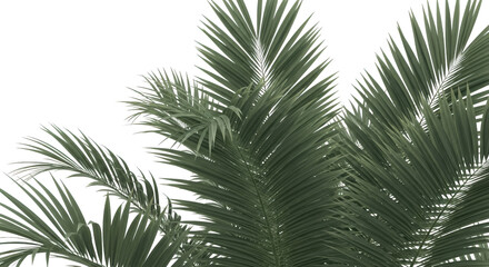 Close Up View Of Green Palm Tree Fronds Against A Transparent Background Palm Fronds