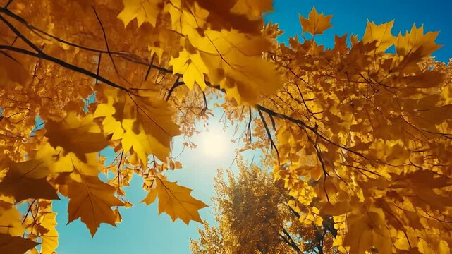 Autumn leaves frame the sun