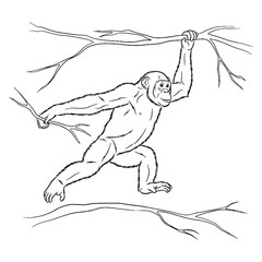 Chimpanzee vector - Chimpanzee Line art - Chimpanzee Drawing - Vector Lineart of Chimpanzee - for software compatibility.

