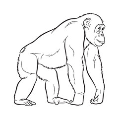 Wildlife Theme Asset - Chimpanzee vector - Chimpanzee Line art - Chimpanzee Drawing - Vector Lineart of Chimpanzee - applicable in nature contexts.

