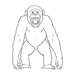 Line Based Illustration - Chimpanzee vector - Chimpanzee Line art - Chimpanzee Drawing - Vector Lineart of Chimpanzee - for various media.

