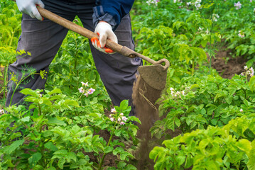 Hands are actively using a hoe in a thriving vegetable garden during spring. Potato plants are surrounded by lush green foliage and flowering plants, showcasing growth and care