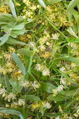 Freshly gathered linden flowers and leaves cover a flat surface, showcasing a vibrant collection of delicate blossoms and green foliage. The scene reflects the essence of summer