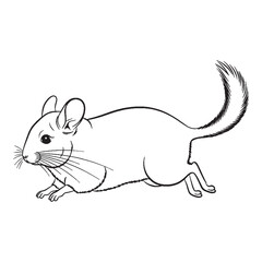 Clean Edge Contour - Chinchilla vector - Chinchilla Line art - Chinchilla Drawing - Vector Lineart of Chinchilla - optimal for sharp rendering.

