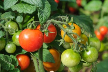 Close-up of organic cherry tomatoes, red, orange, green, ripening on branch.Healthy eating,...