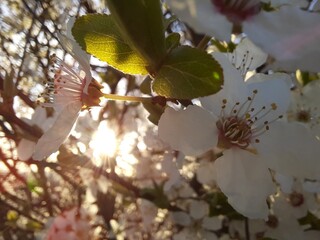Spring Blossom with Sunlight Backlighting Cherry Flowers